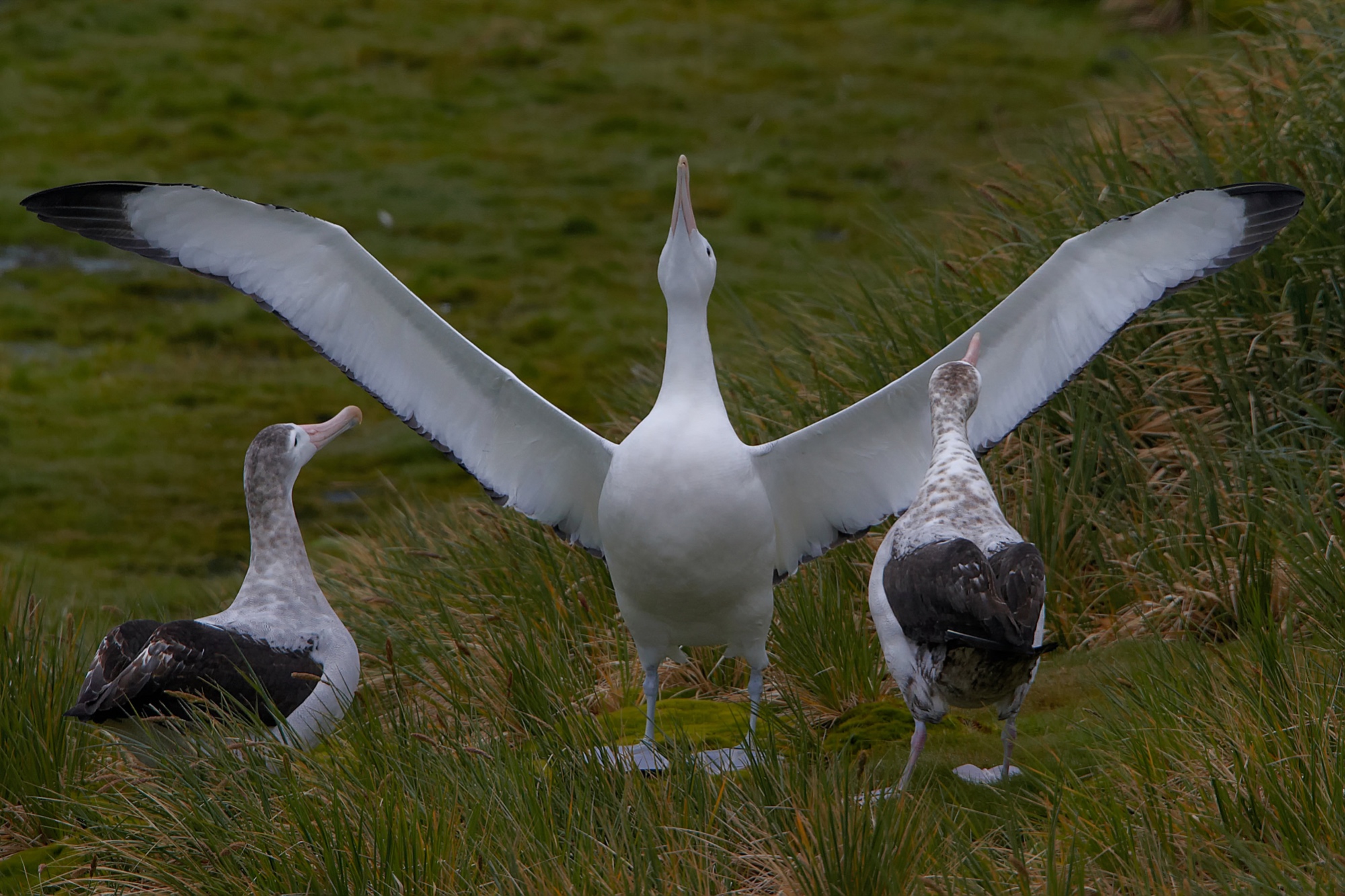 balzender Wanderalbatros auf Prion Island